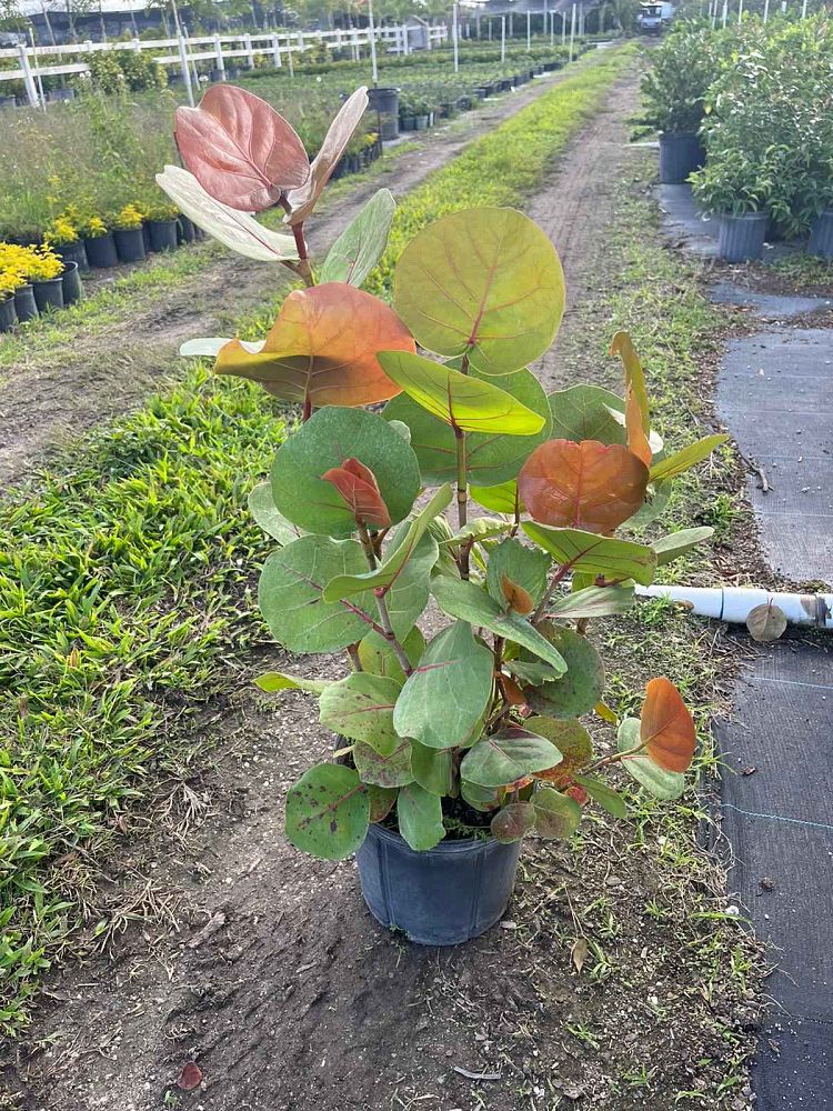 coccoloba-uvifera-sea-grape-seagrape