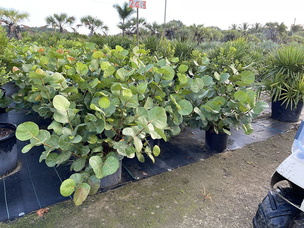 coccoloba-uvifera-sea-grape-seagrape