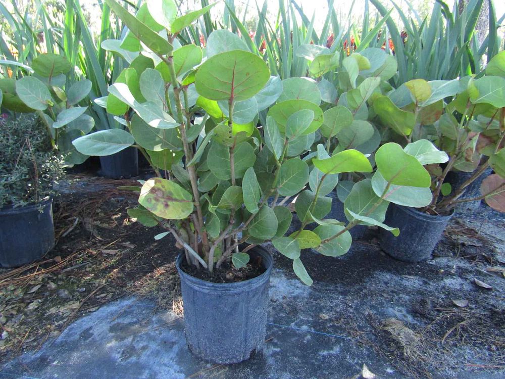 coccoloba-uvifera-sea-grape-seagrape