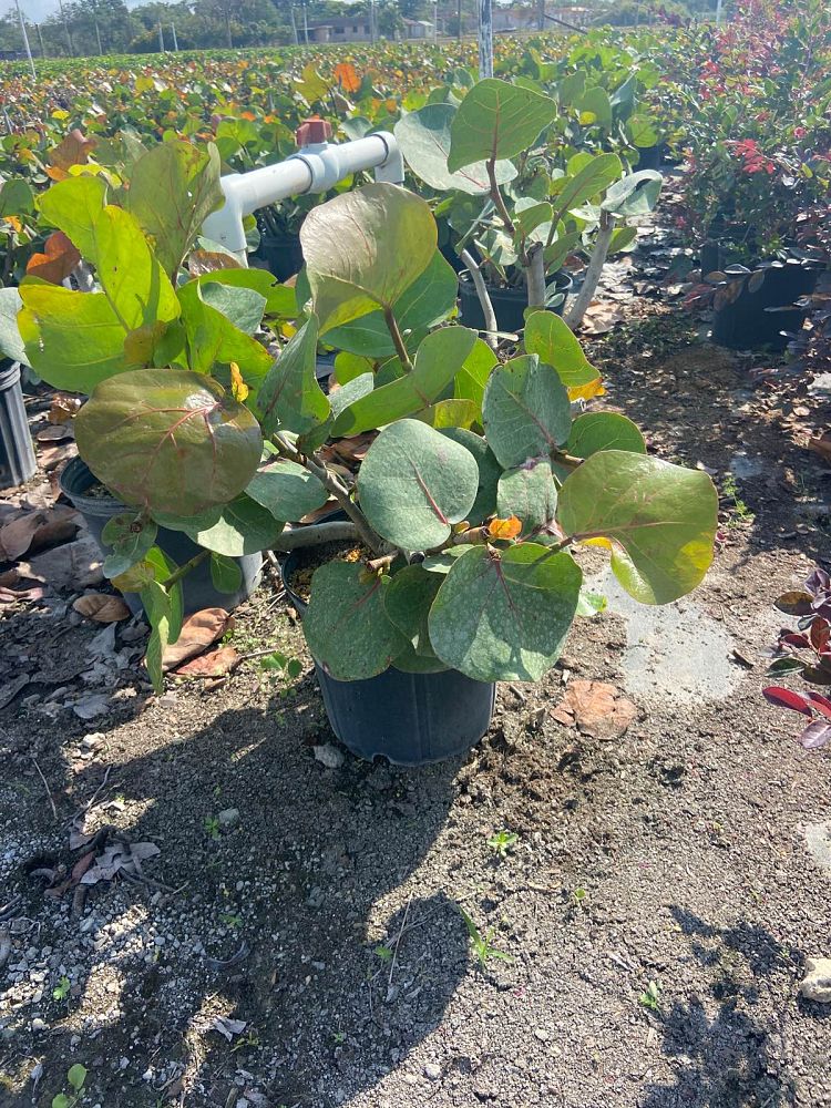 coccoloba-uvifera-sea-grape-seagrape