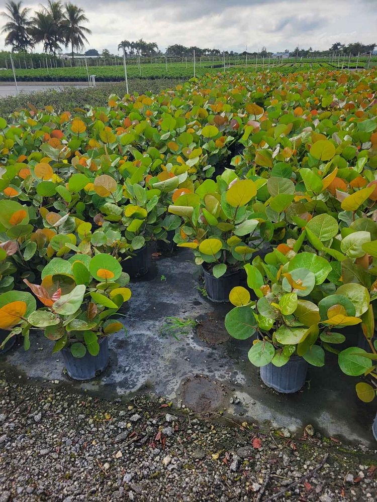 coccoloba-uvifera-sea-grape-seagrape