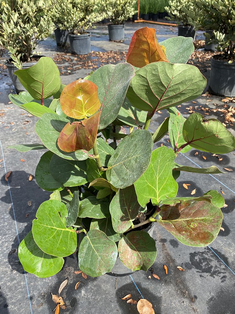 coccoloba-uvifera-sea-grape-seagrape
