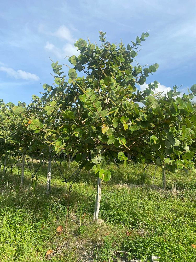 coccoloba-uvifera-sea-grape-seagrape