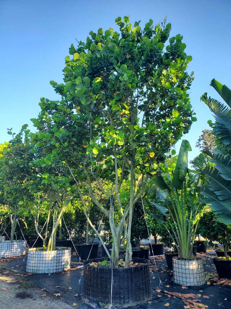 coccoloba-uvifera-sea-grape-seagrape