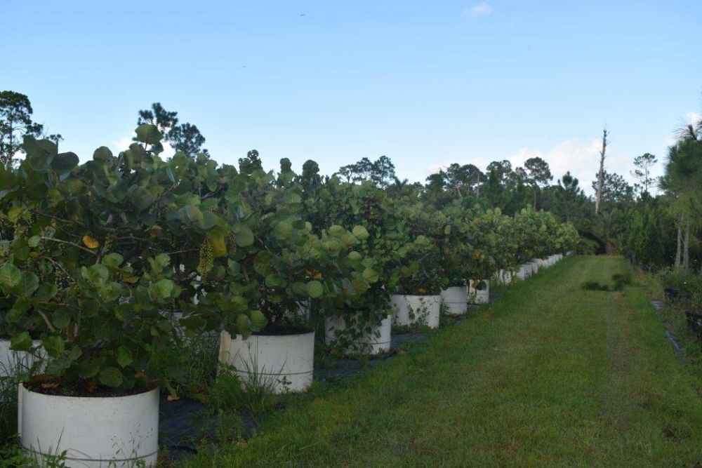 coccoloba-uvifera-sea-grape-seagrape