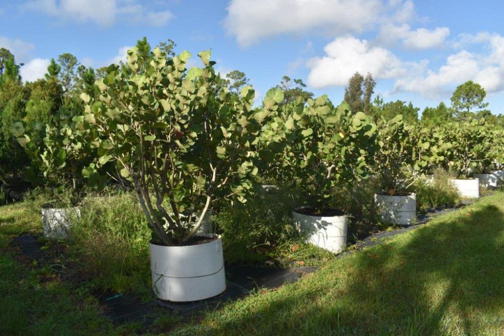 coccoloba-uvifera-sea-grape-seagrape