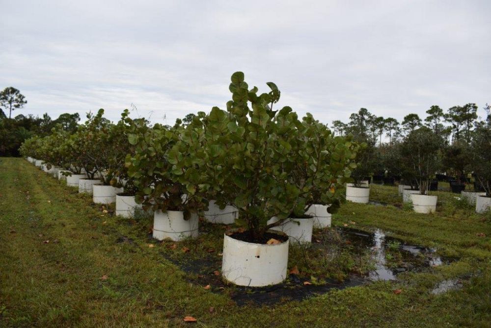coccoloba-uvifera-sea-grape-seagrape