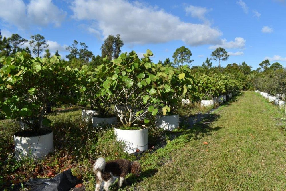 coccoloba-uvifera-sea-grape-seagrape
