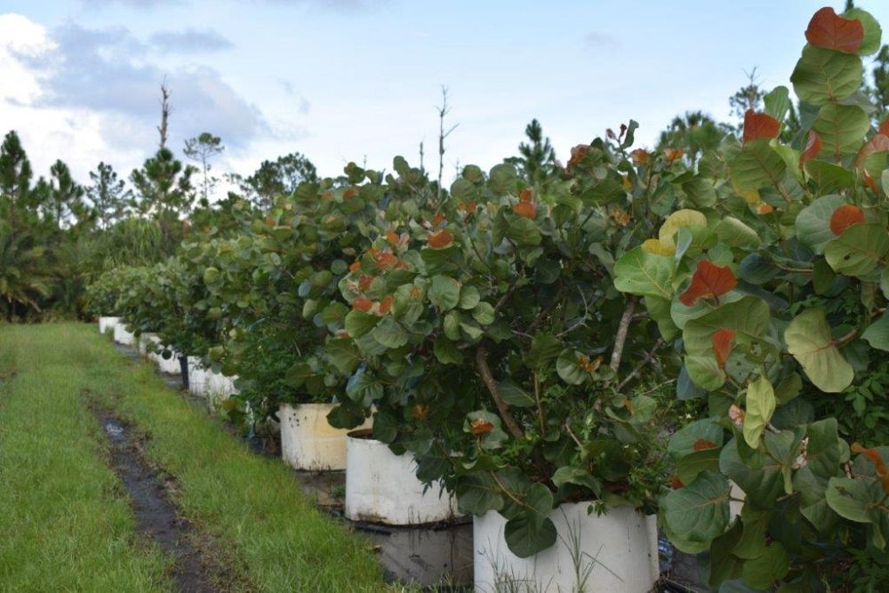 coccoloba-uvifera-sea-grape-seagrape