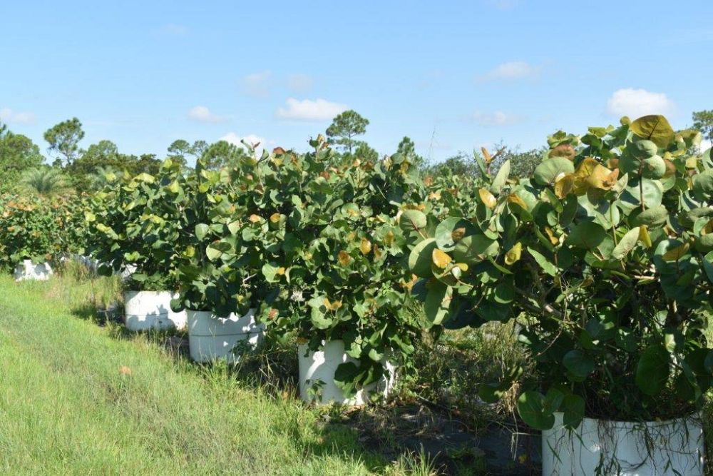 coccoloba-uvifera-sea-grape-seagrape