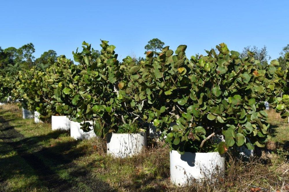 coccoloba-uvifera-sea-grape-seagrape