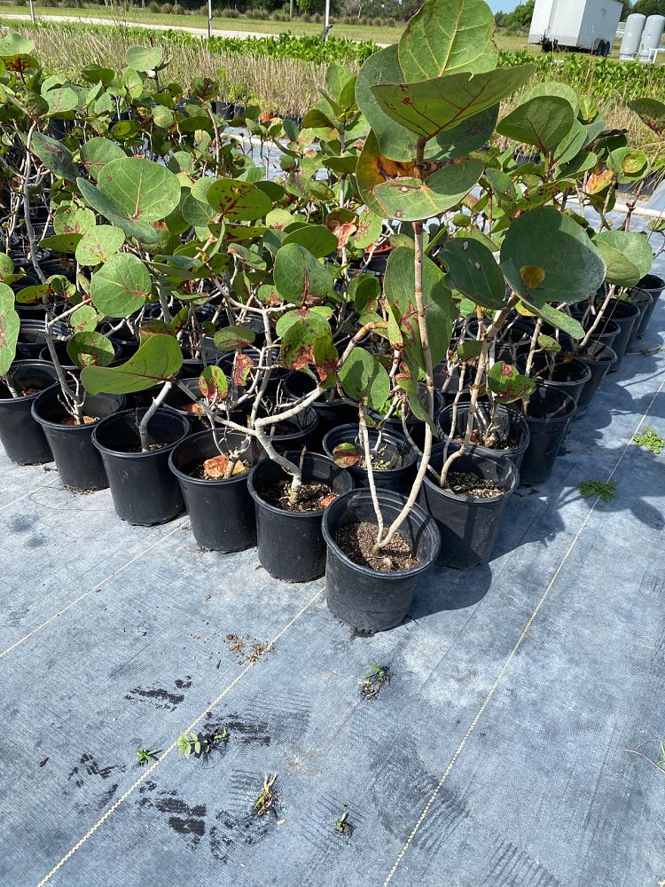 coccoloba-uvifera-sea-grape-seagrape