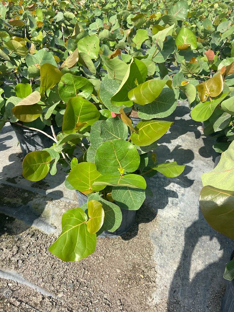 coccoloba-uvifera-sea-grape-seagrape