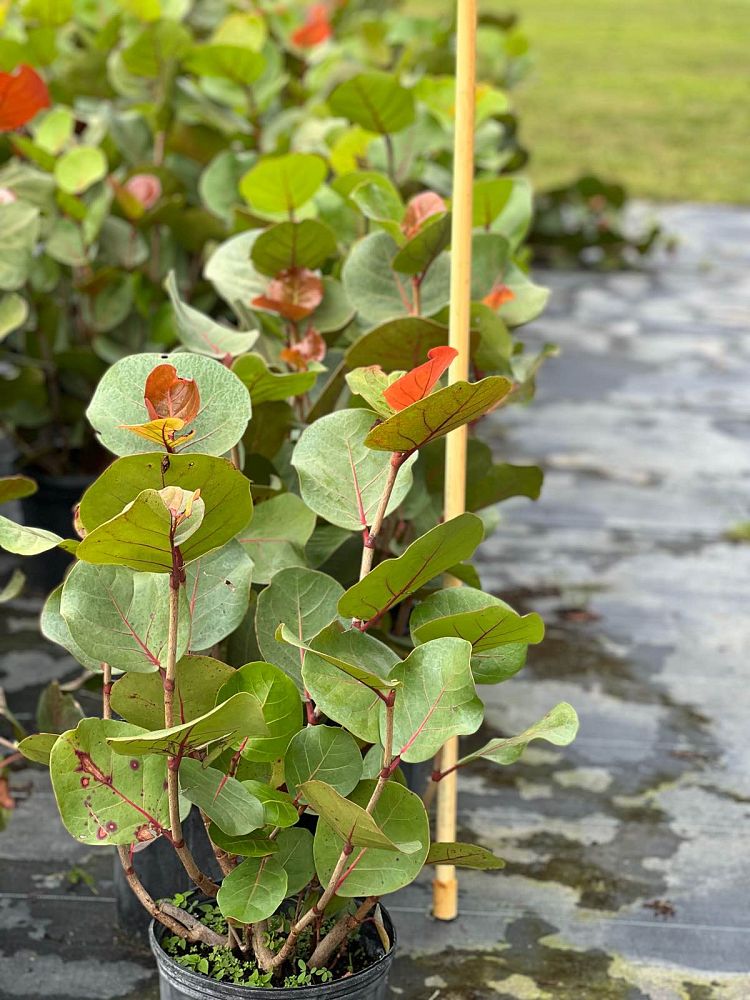 coccoloba-uvifera-sea-grape-seagrape