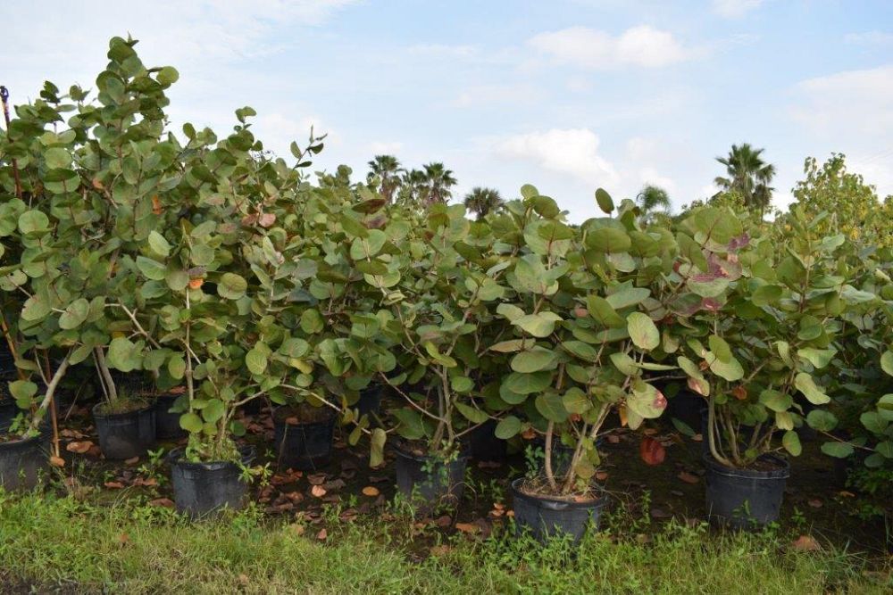 coccoloba-uvifera-sea-grape-seagrape