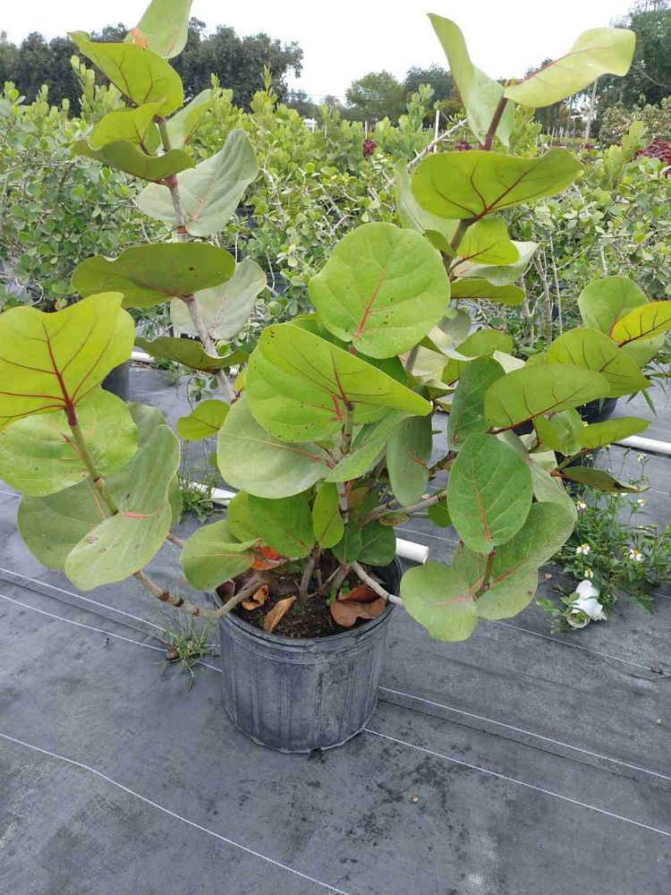 coccoloba-uvifera-sea-grape-seagrape