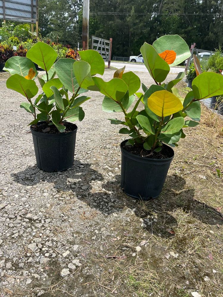coccoloba-uvifera-sea-grape-seagrape