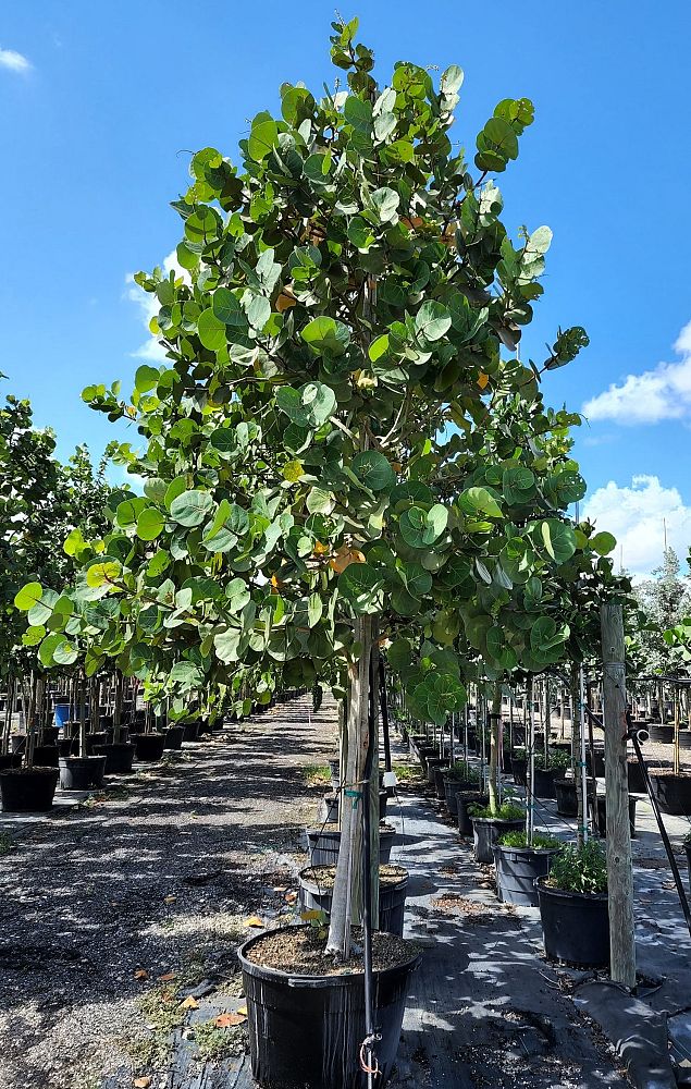 coccoloba-uvifera-sea-grape-seagrape