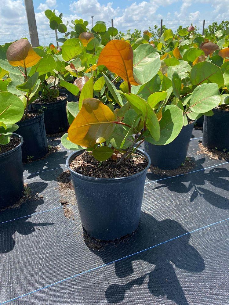 coccoloba-uvifera-sea-grape-seagrape
