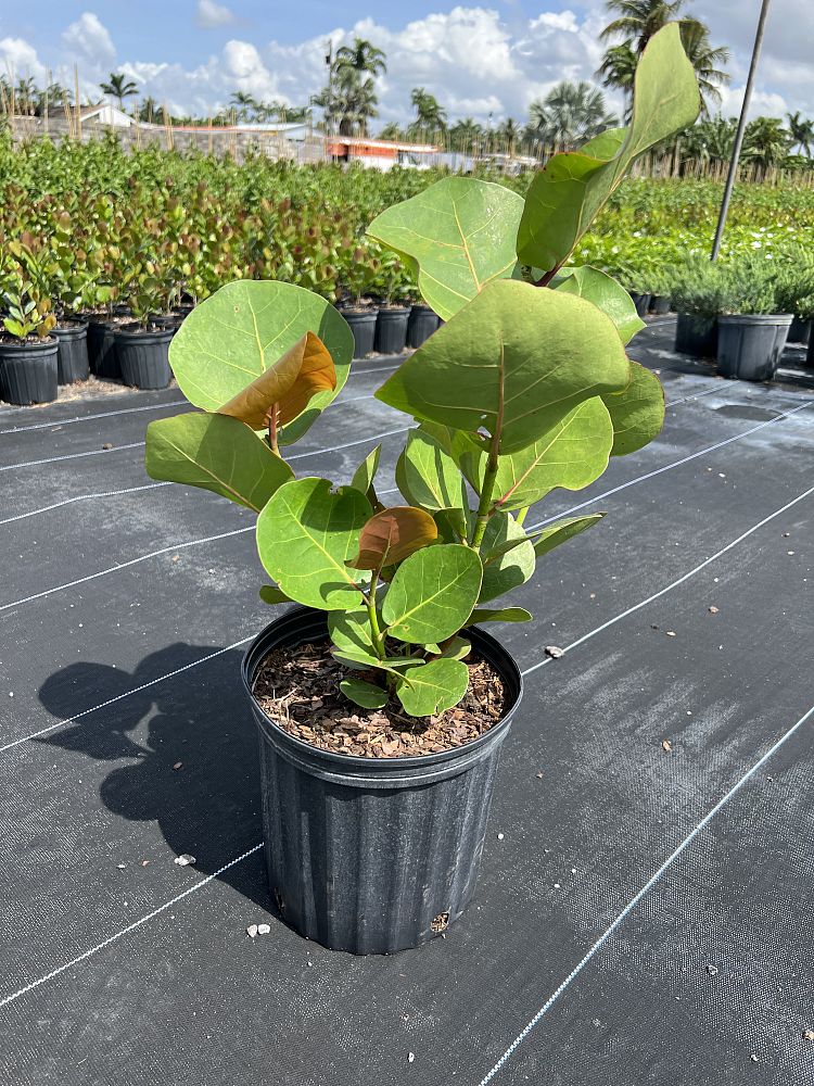 coccoloba-uvifera-sea-grape-seagrape