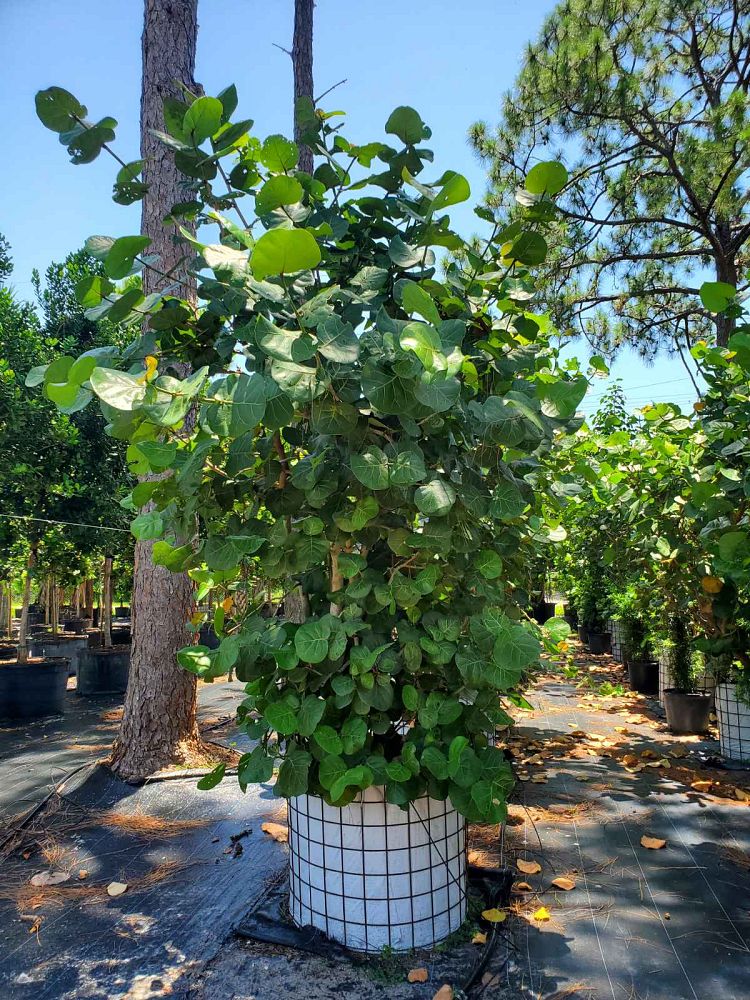 coccoloba-uvifera-sea-grape-seagrape