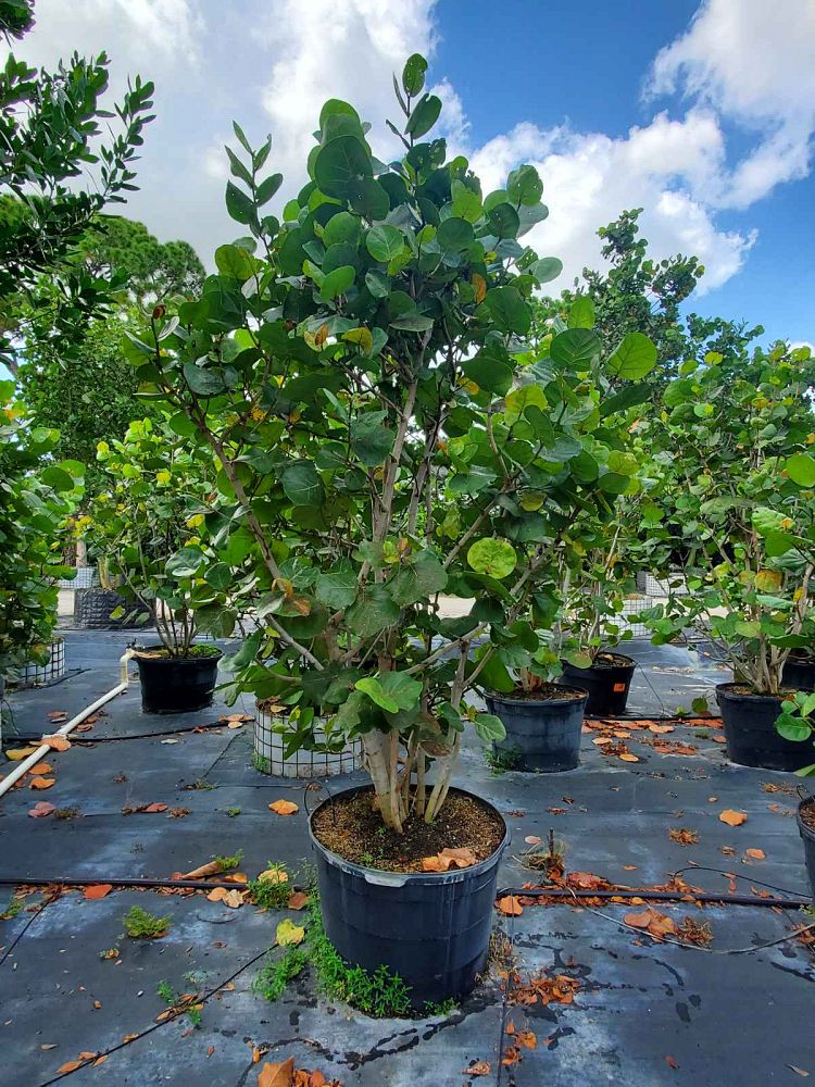 coccoloba-uvifera-sea-grape-seagrape