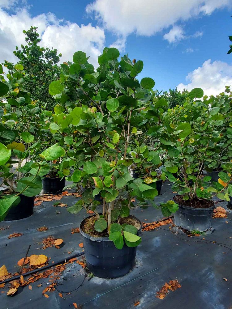 coccoloba-uvifera-sea-grape-seagrape