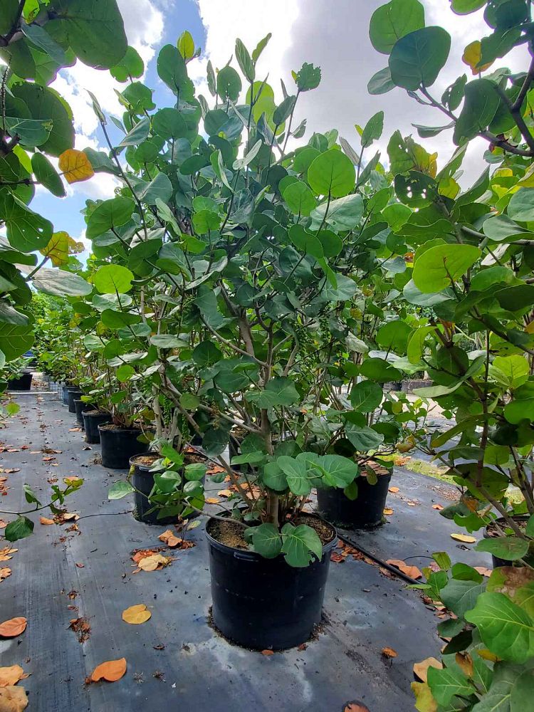 coccoloba-uvifera-sea-grape-seagrape