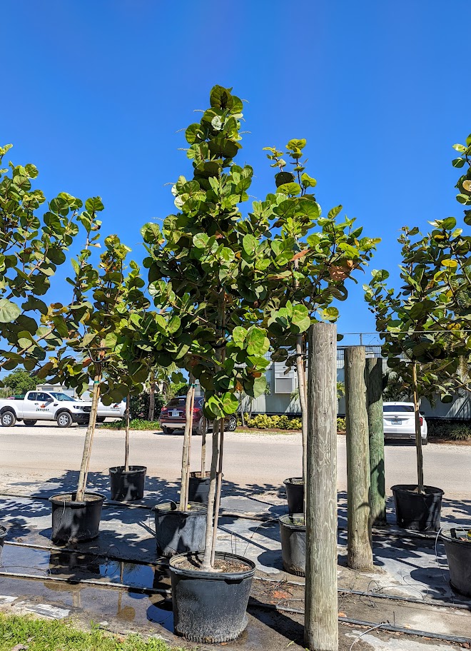 coccoloba-uvifera-sea-grape-seagrape