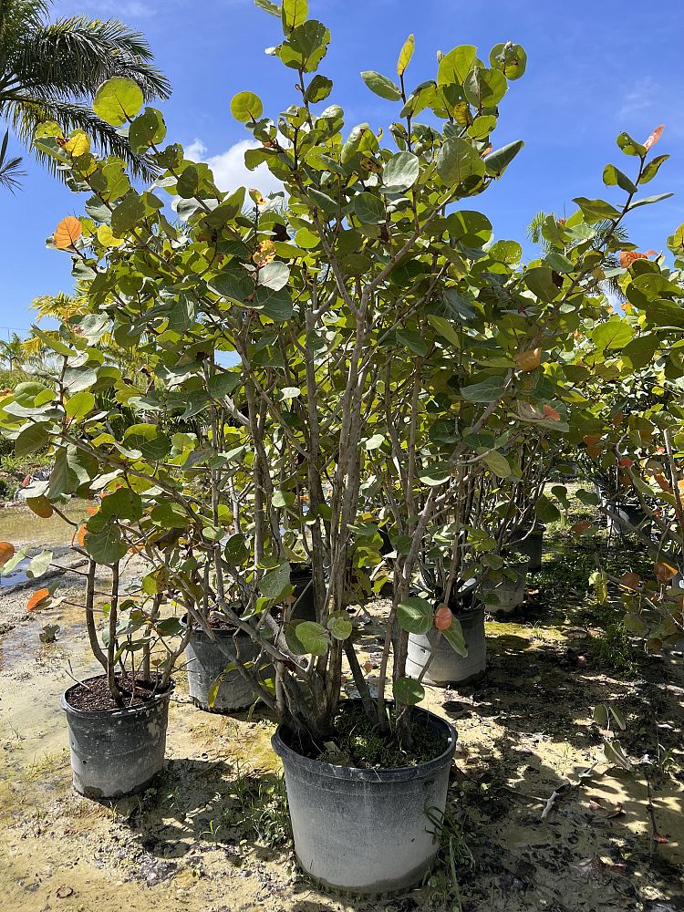 coccoloba-uvifera-sea-grape-seagrape