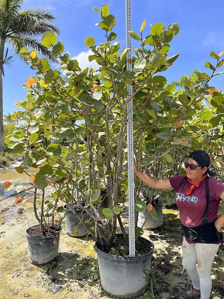 coccoloba-uvifera-sea-grape-seagrape
