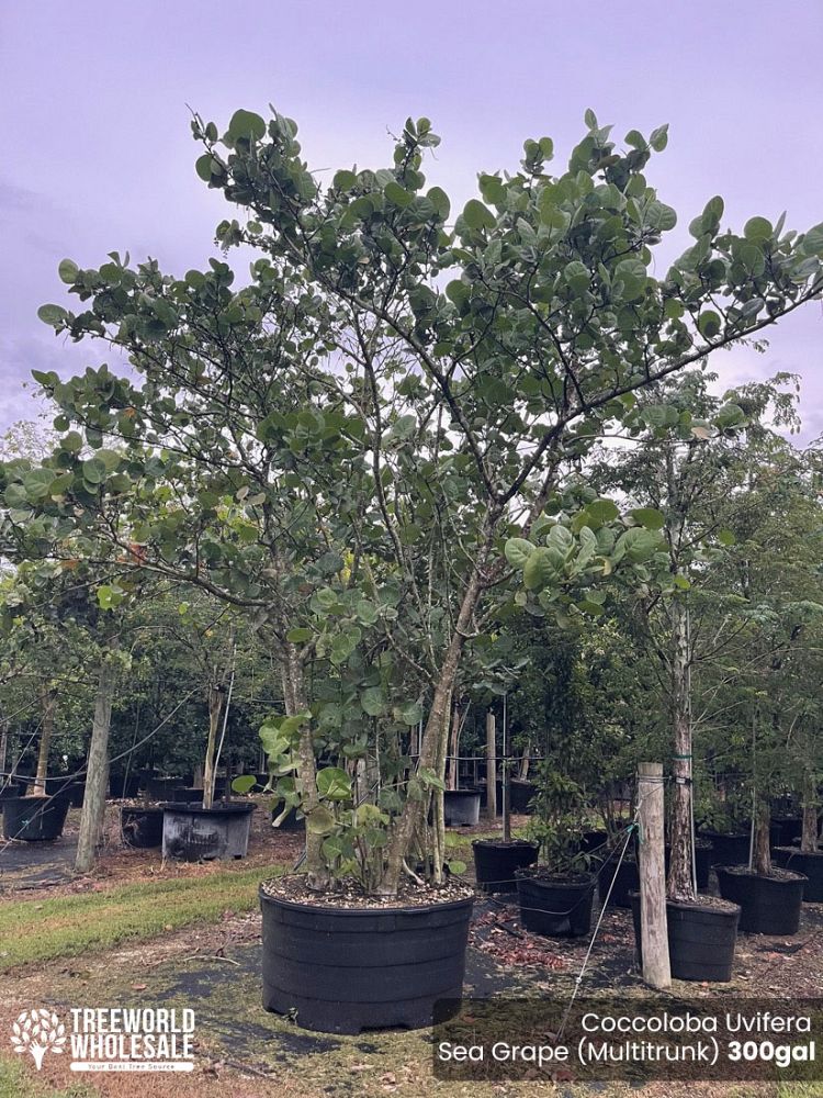 coccoloba-uvifera-sea-grape-seagrape