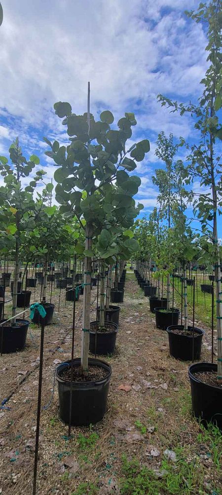 coccoloba-uvifera-sea-grape-seagrape