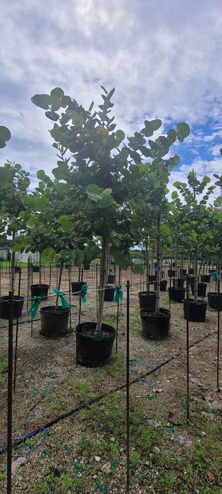 coccoloba-uvifera-sea-grape-seagrape