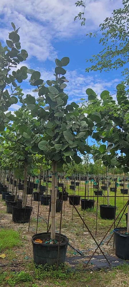 coccoloba-uvifera-sea-grape-seagrape