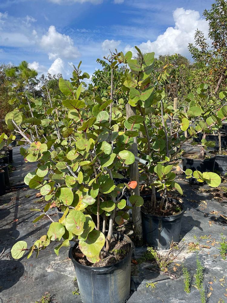 coccoloba-uvifera-sea-grape-seagrape