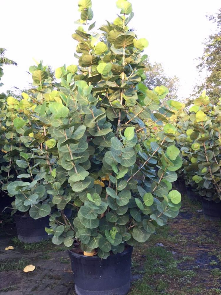 coccoloba-uvifera-sea-grape-seagrape
