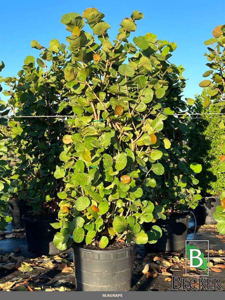 coccoloba-uvifera-sea-grape-seagrape