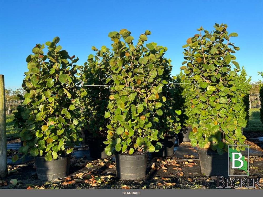 coccoloba-uvifera-sea-grape-seagrape