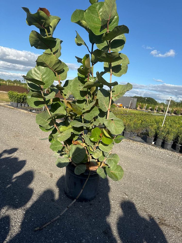 coccoloba-uvifera-sea-grape-seagrape