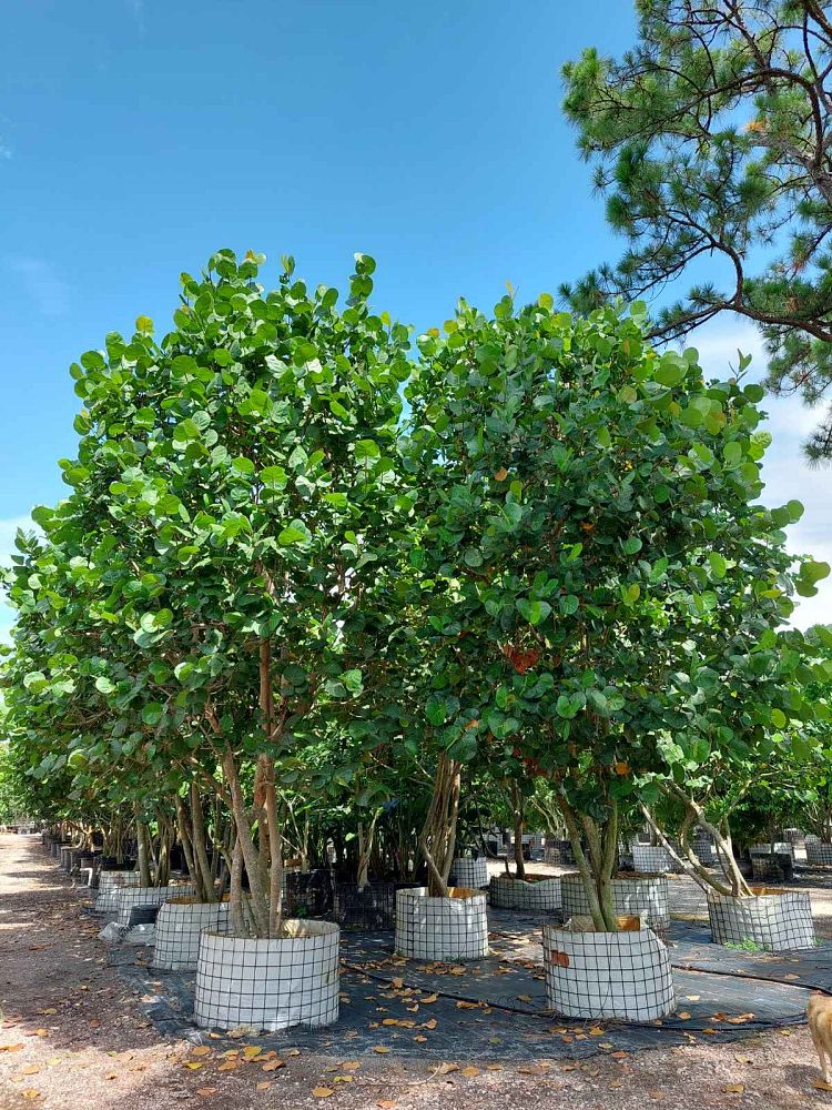 coccoloba-uvifera-sea-grape-seagrape