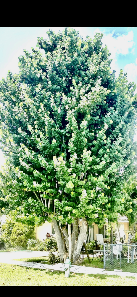 coccoloba-uvifera-sea-grape-seagrape