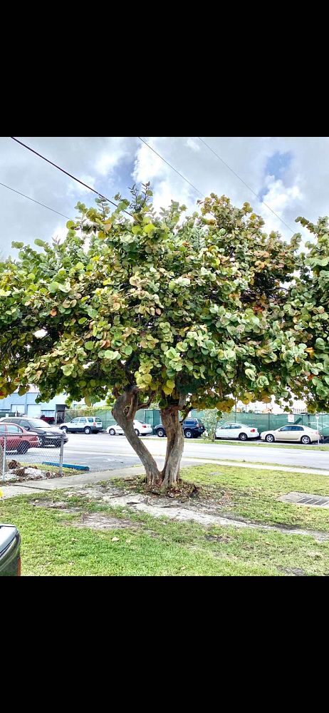 coccoloba-uvifera-sea-grape-seagrape