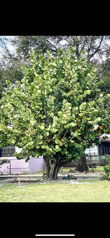 coccoloba-uvifera-sea-grape-seagrape