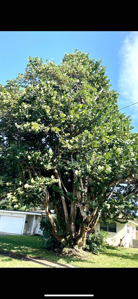 coccoloba-uvifera-sea-grape-seagrape