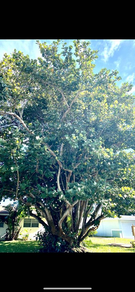 coccoloba-uvifera-sea-grape-seagrape