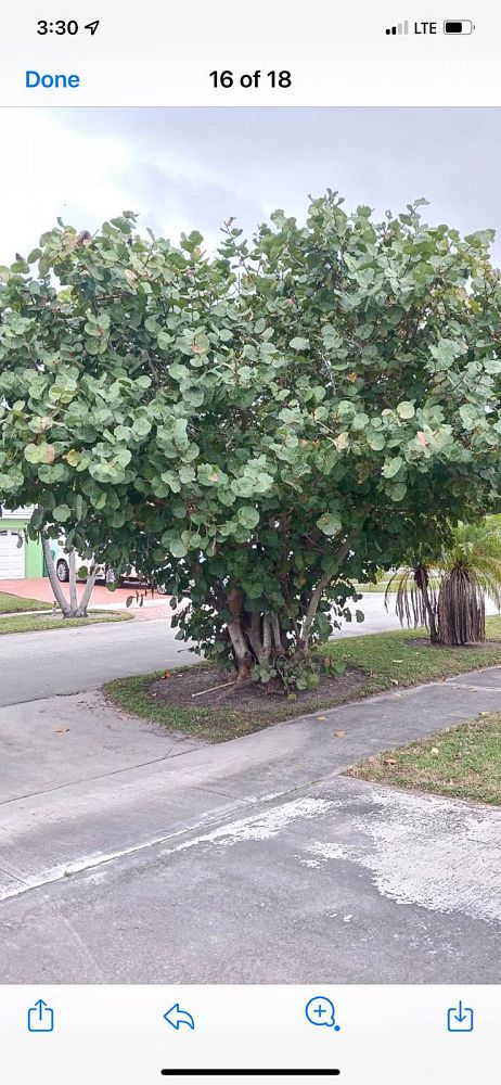 coccoloba-uvifera-sea-grape-seagrape