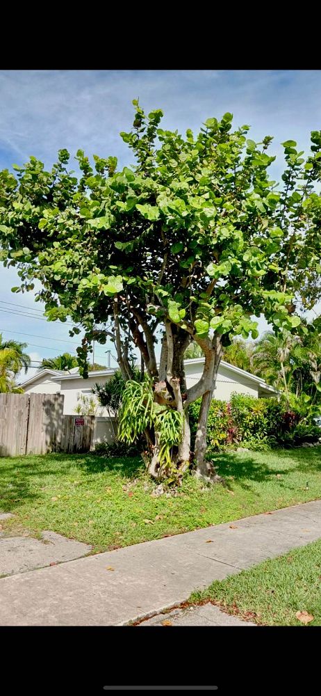 coccoloba-uvifera-sea-grape-seagrape