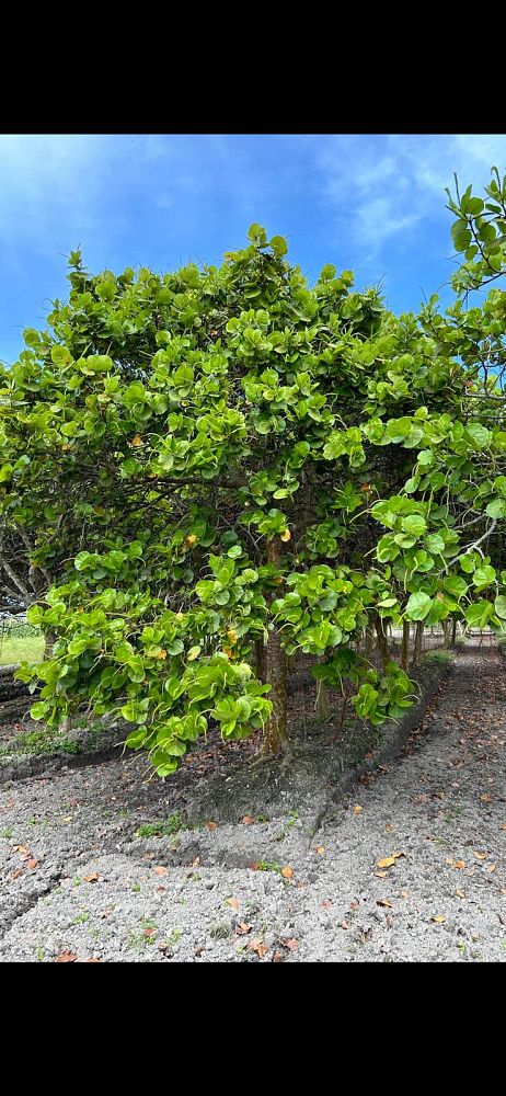 coccoloba-uvifera-sea-grape-seagrape