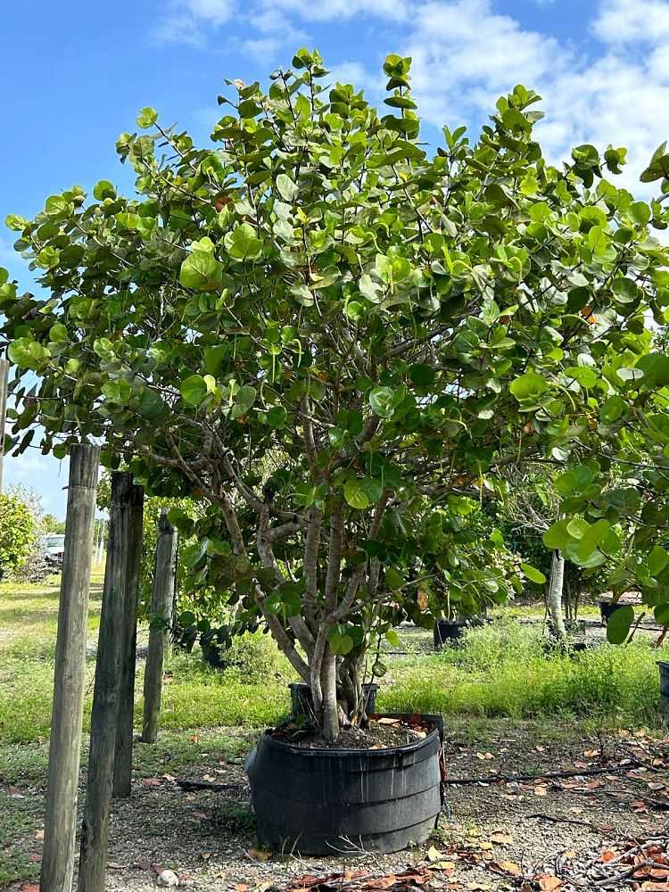 coccoloba-uvifera-sea-grape-seagrape